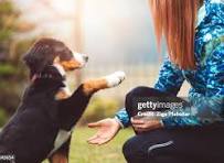 Pet Training Program